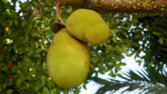 two green jackfruit on a tree