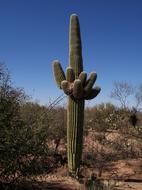 Cactus in Desert National Park in Saguro