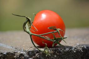 Tomato Food