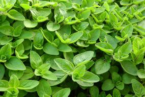 Marjoram Cooking Herbs In The