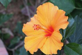 Natural orange Leaf Plant