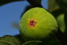 Green Fig Fruit ripe