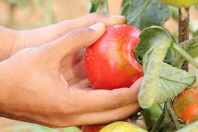 Agriculture Tomato Hands