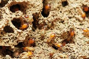 Termites Nature Food