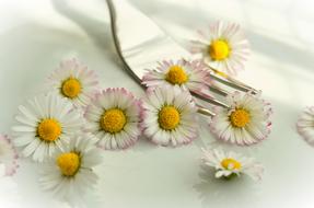 Daisy Flowers and fork