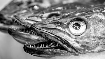 Fish Fresh