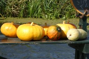 Pumpkins Fruits Autumn