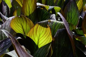 Leaf Nature Plant
