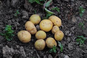 Potato Pictures Official