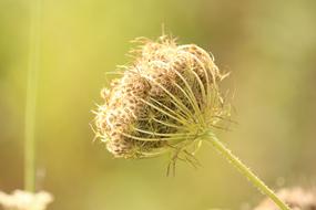 Plant Vegetation Seeds