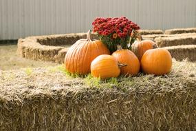 Pumpkins Display Agriculture