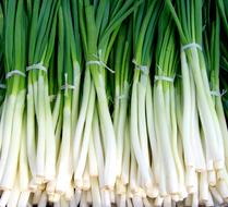 Green Onion Spring Onions