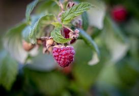 Raspberries Berries Fruit