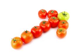Leader Tomato Food