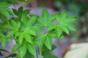 Leaf Plant Nature Kinds Of