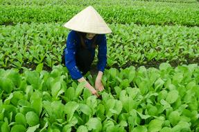 Agriculture Plant Vegetables