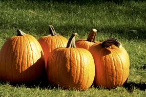 Pumpkins Squash Orange