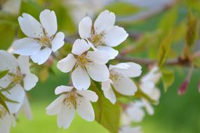 Flowers Spring Plant