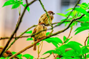 Palm Feather Bird