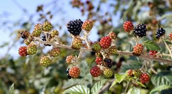 Fruit Nature Food