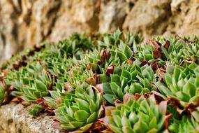 Nature Plant Leaf