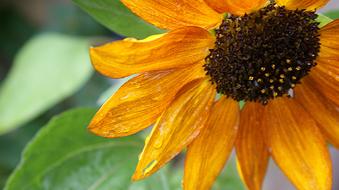 Red Sunflower Rain Flora
