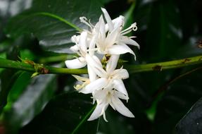 Flower Coffee