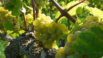 Grapes Wine Riesling