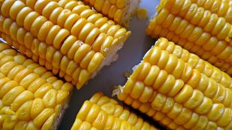 Corn Food