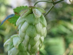 Hops Leaf Nature