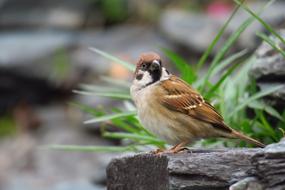 Palm Feather Bird