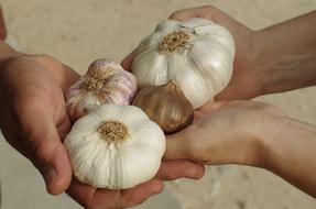 Garlic White Purple