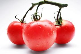 Close-up the shiny, red tomatoes on the green branch, in light, at white background