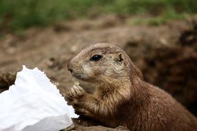 Prairie Dog Animals Zoo