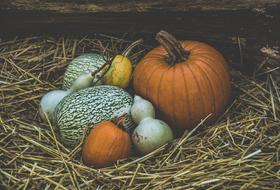 Pumpkins Autumn Pumpkin