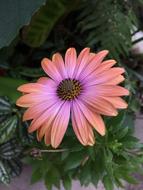 Daisy pink Flowers