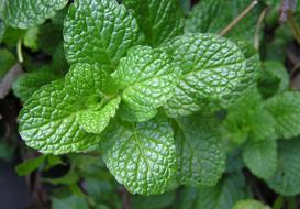 Herb Mint