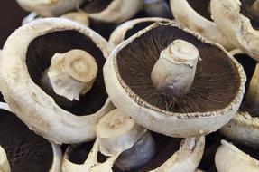 Mushrooms Food Fungus