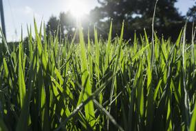 Kinds Of Food Field Plants