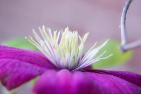 Flower Purple Nature