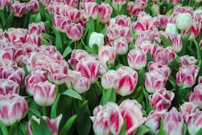 Tulip Flower Plant