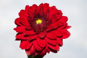 Dahlia Flower Red