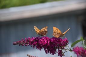 Butterfly Roses Food