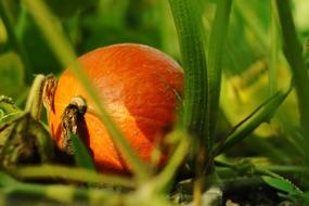 Pumpkin Plant Autumn