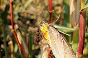 Corn Piston Harvest