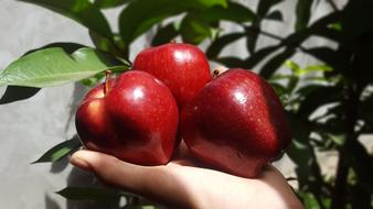 red Fruit Apples