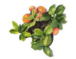 Model of the oranges with green leaves of different shades, at white background, clipart