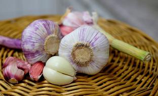 Garlic Substantial Smell