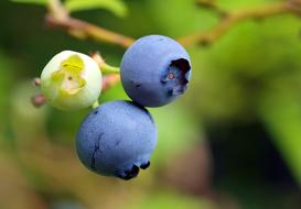 green and black blueberries, close-up