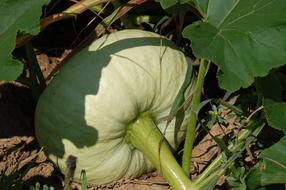 Pumpkin Horticulture Agriculture